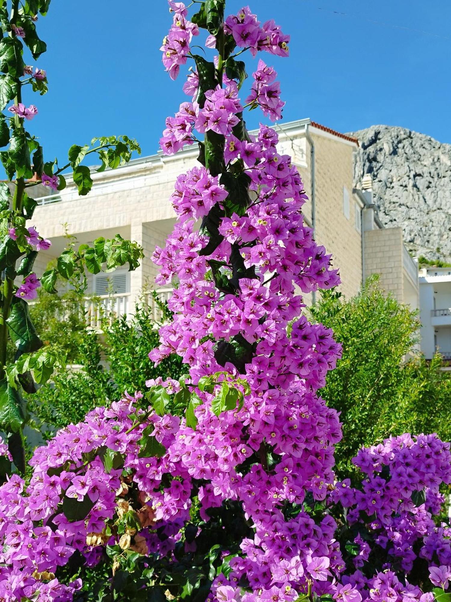 Ferienwohnung Am Sandstrand Omis Bagian luar foto